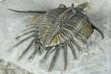 Spiny Psychopyge Trilobite - Short Snout Variant #362816-5